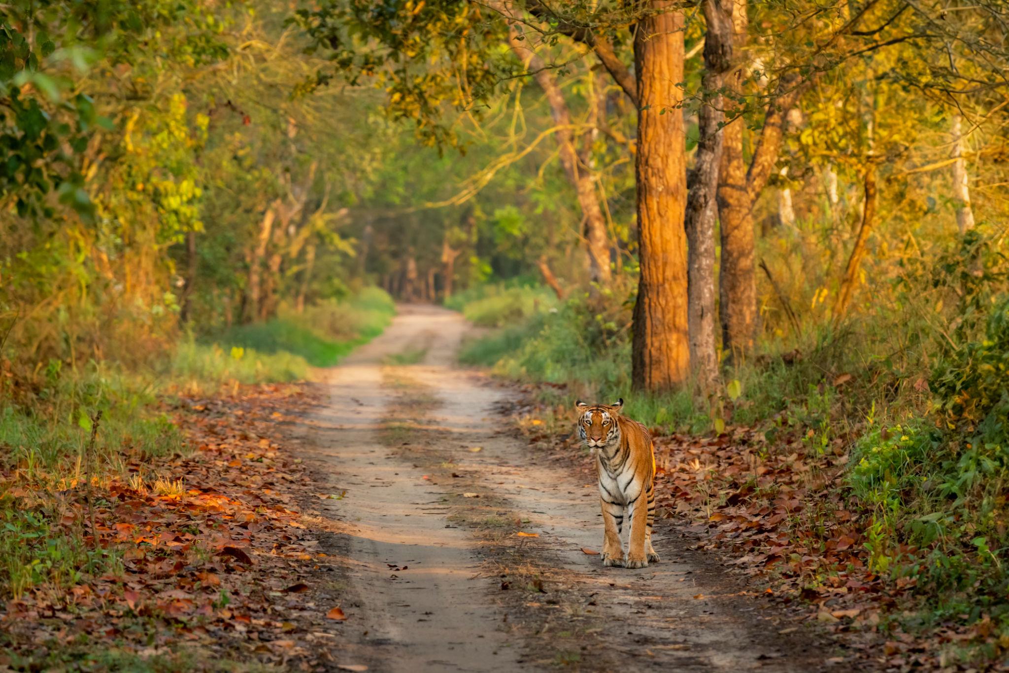 10. Tiger Trails of India