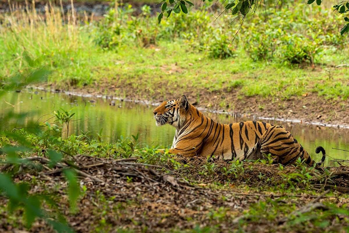 10. Tiger Trails of India2