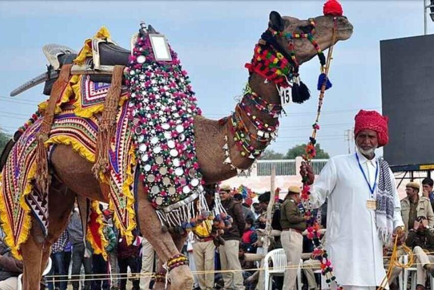 7. Nagaur Cattle Fair Trail