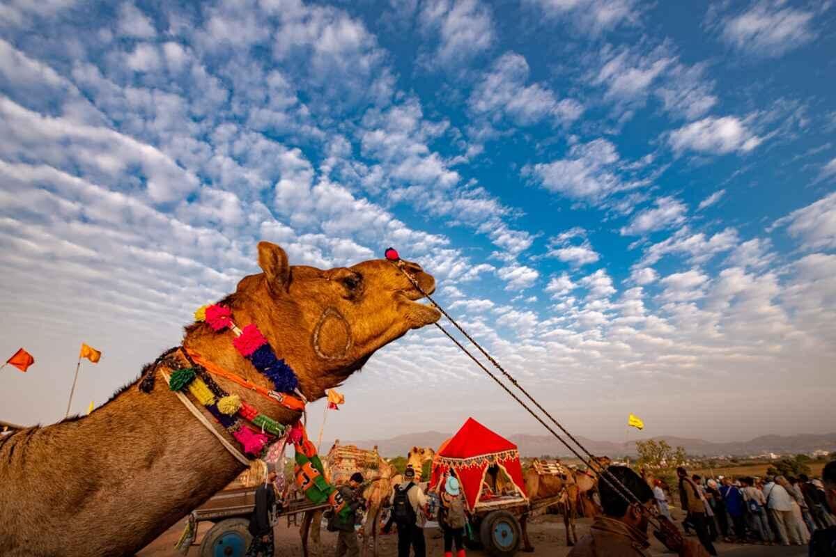 7. Nagaur Cattle Fair Trail2