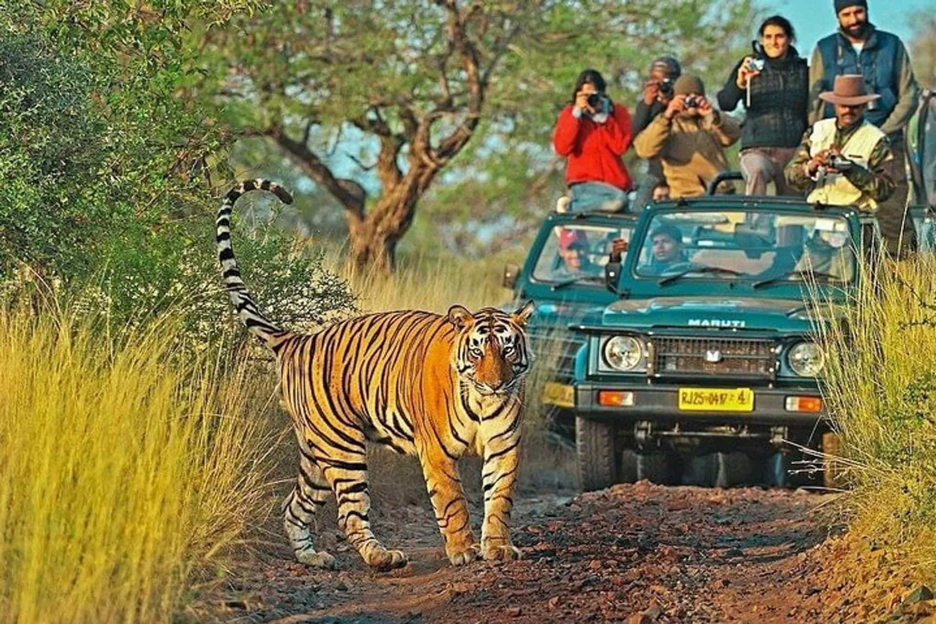 compressO-2. Wildlife Trip in India