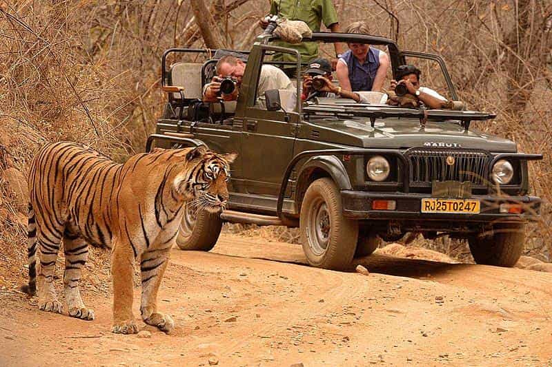 compressO-2. Wildlife Trip in India2