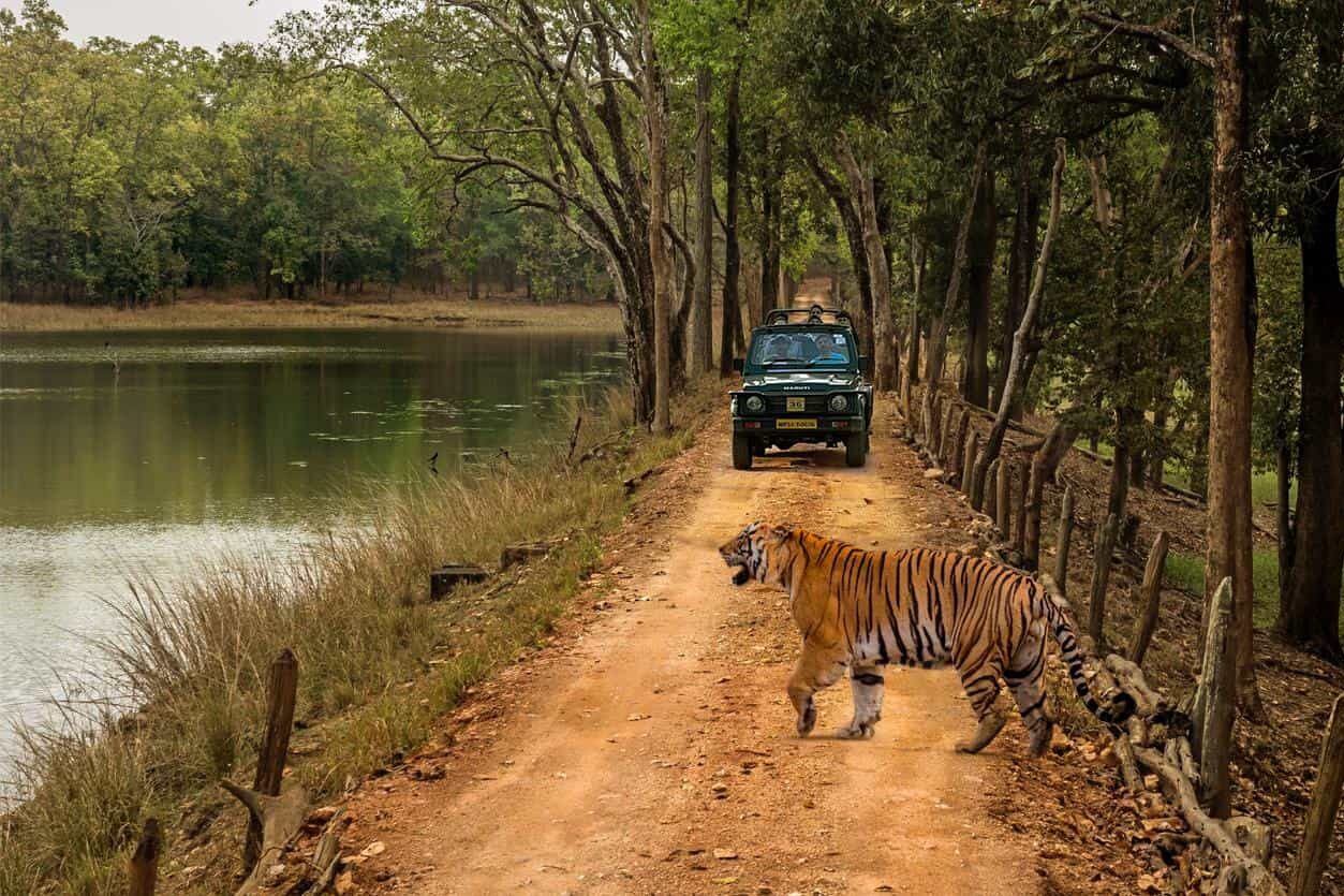 compressO-2. Wildlife Trip in India3