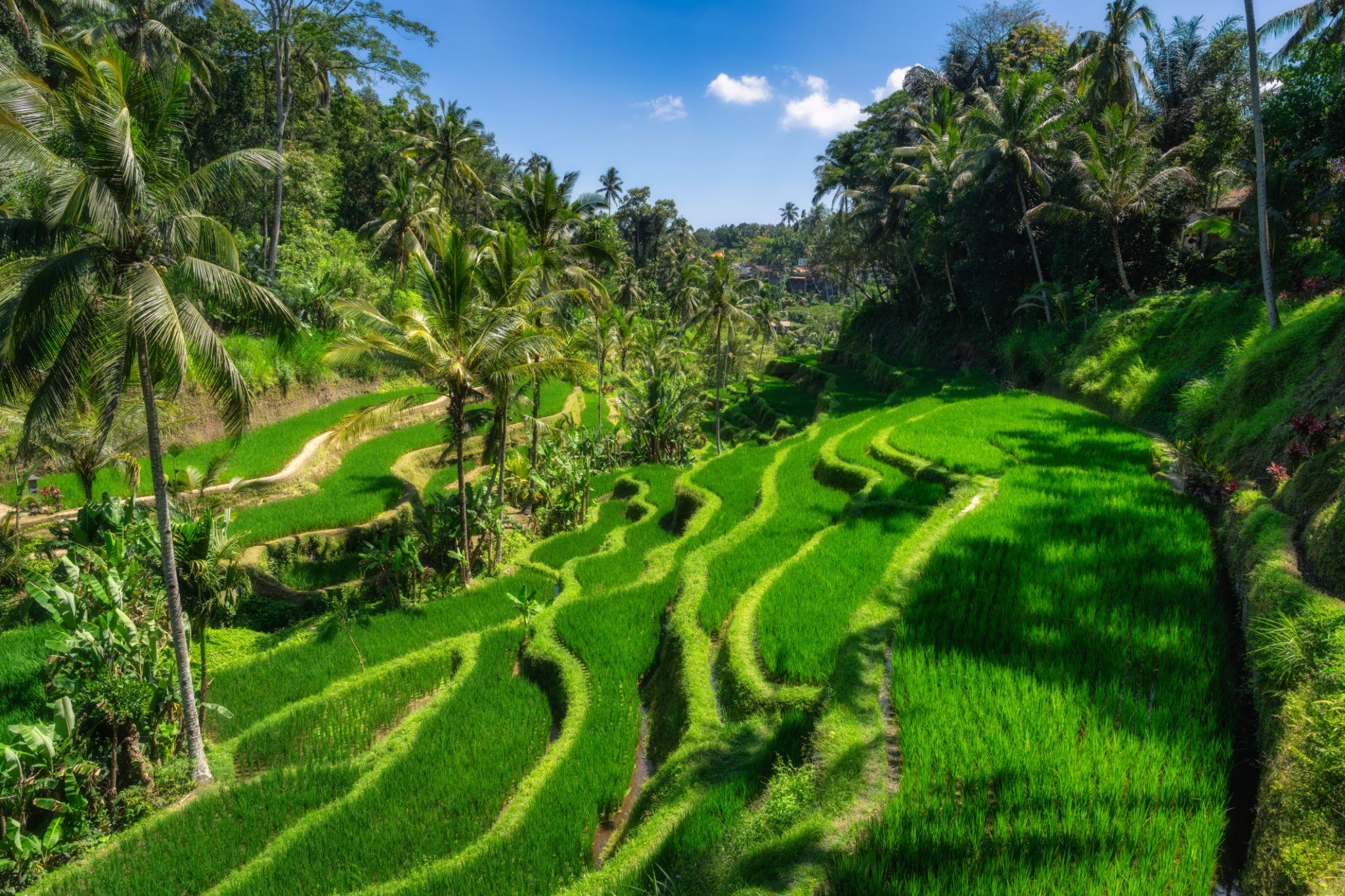 19. Indonesia