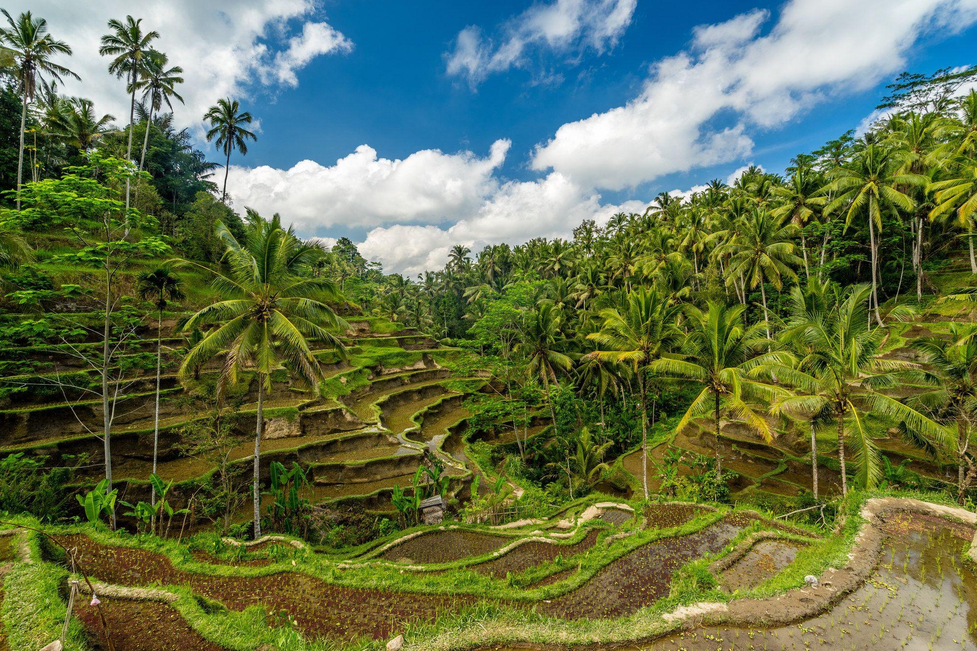 19. Indonesia2